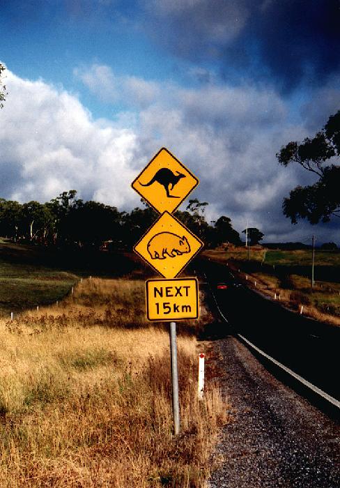 Kangaroo 0001 NSW